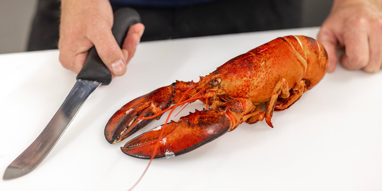 Dela en hummer Skaldjursskolan