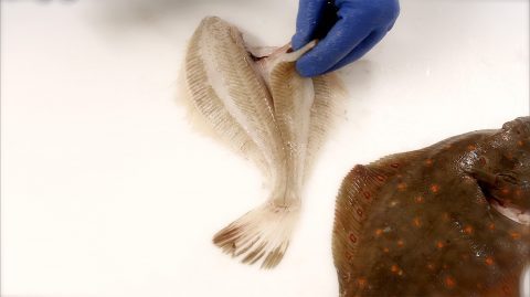 Filea plattfisk steg 2