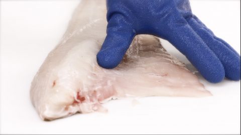 Filea rundfisk steg 2